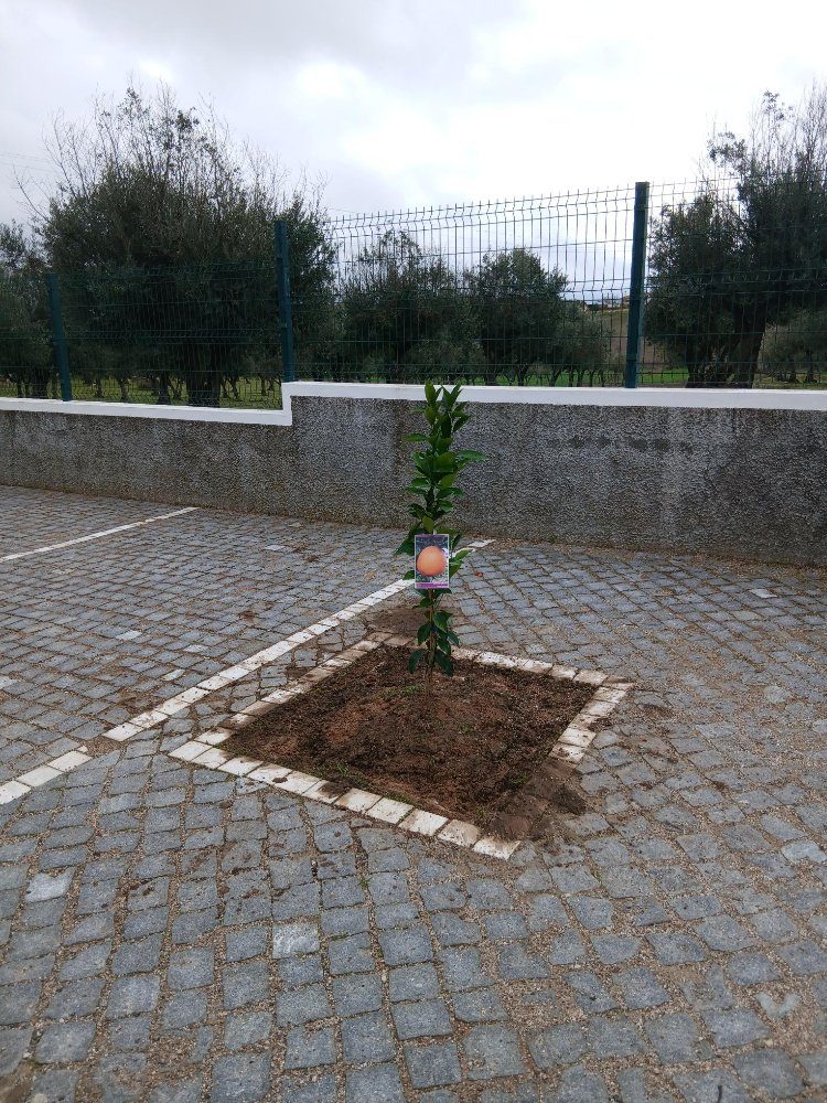 Plantação de 2 laranjeiras oferecidas pelo Sr. Jorge