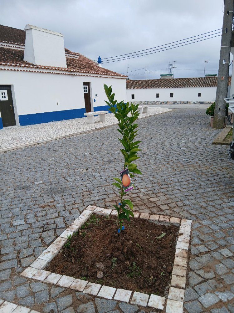 Plantação de 2 laranjeiras oferecidas pelo Sr. Jorge
